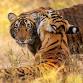 PENCH - Relive Tales from the Jungle Book event image