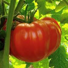 Image result for tomato Piccadilly