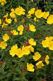 Each of the flower bouquets are delivered with a card message to write a sweet note. Oenothera Fruticosa Fireworks Yellow Flowering Plants Summer Flowers To Plant Rabbit Resistant Plants