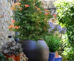 Que planter dans ses jardinières d'automne. Cultiver Les Plantes Grimpantes En Pots Ou En Bacs