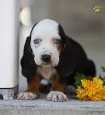 'best basset hound breeders in pennsylvania', 'pennsylvania basset hound breeders', 'basset hound breeders in (pa)' this is a good place to start and hopefully our breeder directory will help you find a breeder. Basset Puppies For Sale Off 55 Www Usushimd Com