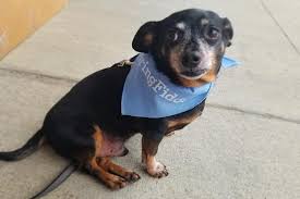 Susan grew up in sparta, nj, and currently resides in hunterdon county on a small farm with her husband john and daughter jillian. Dog Events In New Jersey Bringfido