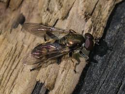 Image result for Millettia xylocarpa