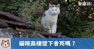 愛貓誌 貓咪知識資訊網站 feline animals cats