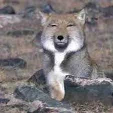 スレッドからの画像