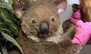 You need very basic, simple skills. After Australian Bushfires People Knit Mittens For Burnt Koalas And Raise Almost 2 Million To Help