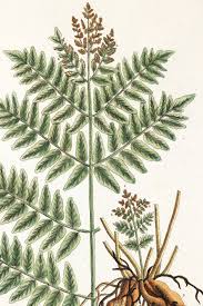 Image result for Osmundaceae