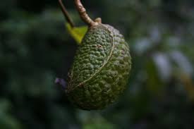 Image result for Tabernaemontana eglandulosa