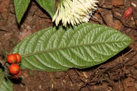 Image result for Rutidea