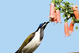 It is also a winter blooming plant, depending on your climate. Plant Winter Blooming Flowers Australian Handyman Magazine