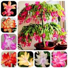 As their common names suggest, a thanksgiving cactus can bloom in late fall, one month before the christmas cactus. 730 Christmas Cactus Ideas Christmas Cactus Cactus Easter Cactus