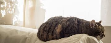 A brain tumor may cause the brain to process information at a slower speed. Cat Seizures In Older Cats Symptoms Treatment Purina