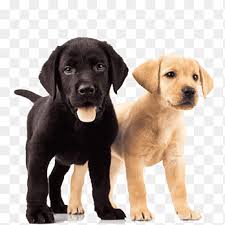 Maybe you would like to learn more about one of these? Two Yellow And Black Labrador Retriever Puppies Labrador Retriever Golden Retriever Puppy Dog Breed Dogs Mammal Animals Png Pngegg