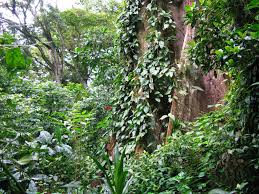 Image result for Culcasia orientalis