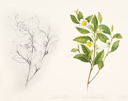 Camellia Custom Botanical Illustration By Sharon Eaton Branding Shopify Website Design Matcha