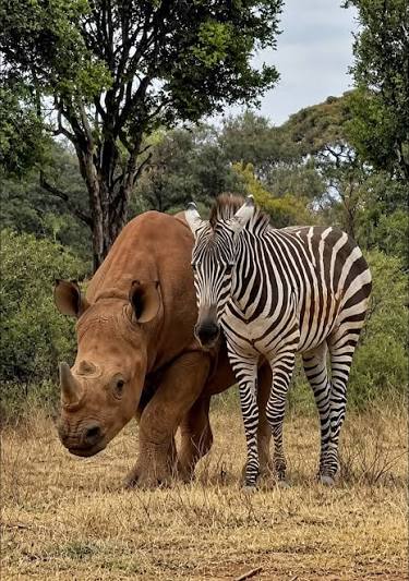 A touching friendship has developed between Tytan, a young black rhino, and  Notty, a zebra foal at the Sheldrick Wildlife Trust. Both lost their  mothers and have found comfort in each other,