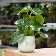 See full list on smartgardenguide.com How Do I Care For My Peperomia Polybotrya Lazy Flora