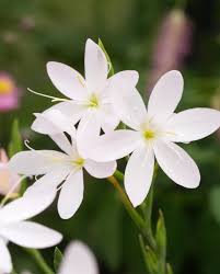 Image result for Hesperantha