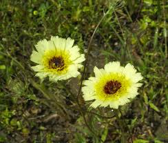 Image result for Tolpis capensis