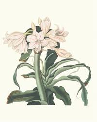 Image result for Crinum ornatum (Aiton) Herb.