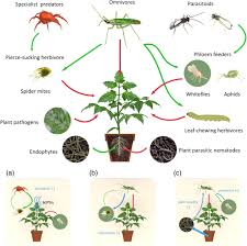 The creatures that we call pests and the organisms that cause disease only become pest and diseases when the aim of natural control is to restore a balance between pest and predator and to keep pests and diseases down to an acceptable leve. Induced Plant Defences In Biological Control Of Arthropod Pests A Double Edged Sword Pappas 2017 Pest Management Science Wiley Online Library