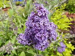 Image result for Buddleja pulchella