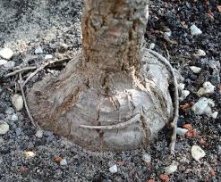 Image result for Cussonia corbisieri