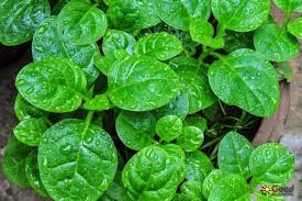 Victoria rhubarb, $6.49, direct gardening Plant S Of The Month Perennial Vegetables That Grow Well In Kona West Hawaii Today