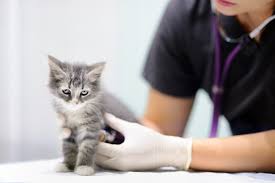 The big apple isn't just a great place for people — it's a fantastic place for pets, too. Pets Should Get Medical Coverage Despite Preexisting Conditions Bill