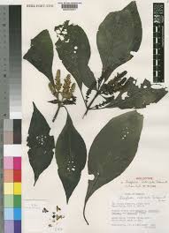 Image result for Isoglossa punctata