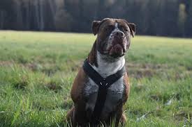 His mom died when he was four days old and he was raised by a standard poodle. Rassebeschreibungen Ungeschont Der Old English Bulldog Hey Fiffi Com
