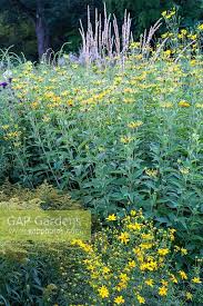 This plant is no longer for sale directly from terra nova® nurseries. Detail Of Perennial Stock Photo By Christa Brand Image 0644834