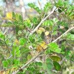 Image result for Ormocarpum zambesianum