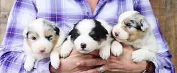 Browse thru our id verified puppy for sale listings to find your perfect puppy in your area. French Bulldogs English Bulldogs Australian Shepherds And Border Collie Puppies In Virginia By Kaigan Kennels