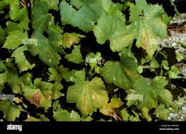 Image result for Tetranychidae grapevine