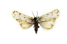 Image result for Setina roscida