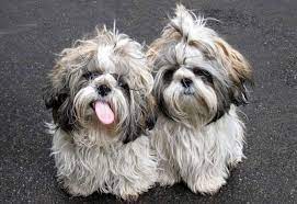 His canine mother before you looked after his health, providing him with infection fighting antibodies in the first milk called colostrum. Shihtzu Vomiting Causes Prevention Treatment Shih Tzu Daily