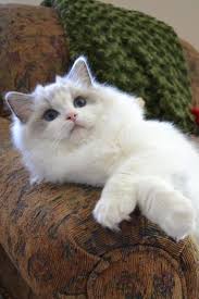 Black And White Kittens For Sale Essex Ragtown Cattery Ragdoll Cats Ragdoll Kitten Breeder Southwestern Ontario Canada Ragdolls For Sale Gorgeous Cats Ragdoll Cat Cute Cats And Kittens