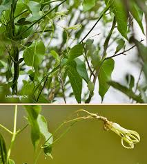 Image result for Riocreuxia