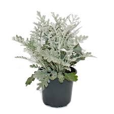 Image result for Senecio mariettae