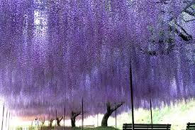Image result for Wisteria