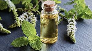فواید روغن نعناع فلفلی: خواص و موارد استفاده