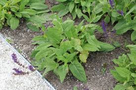 To prune herbaceous woody salvia plants, you'll need to remove dead flowers throughout the year. Ziersalbei Steppensalbei Salvia Nemorosa Pflege Und Schneiden
