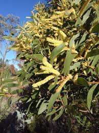 Image result for Acacia adenocalyx