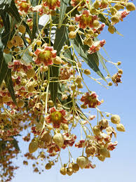 Image result for Brachychiton populneus