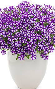 Supertunia Mini Vista Violet Star Petunia Hybrid Petunia Plant Flowers Perennials Petunias