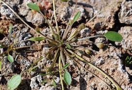 Image result for Limosella