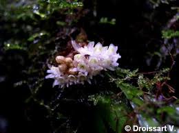 Image result for Ancistrorhynchus clandestinus