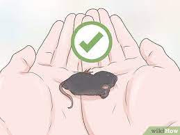 Don't forget the right food and supplies! 4 Ways To Care For A Baby Wild Mouse Wikihow