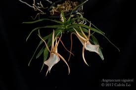 Image result for Angraecum conchiferum